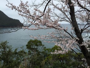 佐津海岸の桜